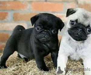 Фото №1. мопс - купить в Винер Нойустадт за Бесплатно. Объявление №166902