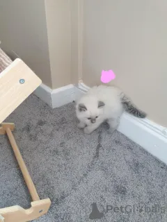 Фото №2 к объявлению №155199 о продаже рэгдолл - купить в Швейцарии частное объявление