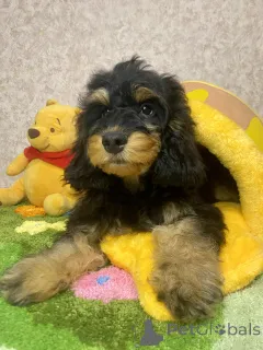 Фото №3. Щенок.  Россия