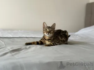 Дополнительные фото: Бенгальские котята с документами WCF