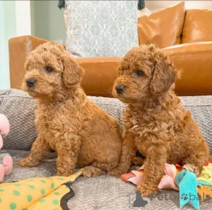 Фото №1. пудель (той) - купить в FageRudd за договорная. Объявление №162479