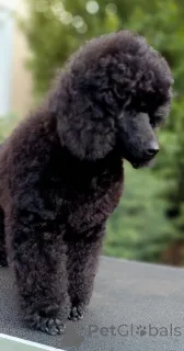 Фото №3. Элитные щенки среднего пуделя.  Венгрия