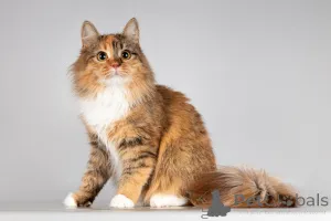 Дополнительные фото: Красавица Фиона в добрые руки.