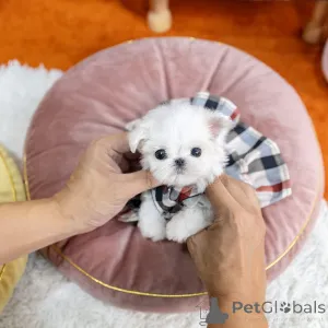 Фото №2 к объявлению №162885 о продаже  - купить в Гонконге 