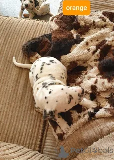 Дополнительные фото: Щенки далматина