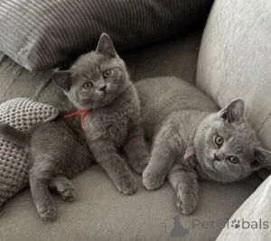 Фото №3. В продажу поступили очень очаровательные британские короткошерстные котята. Великобритания