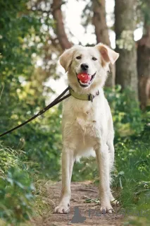 Дополнительные фото: Ищет дом чудесный пес Арни.