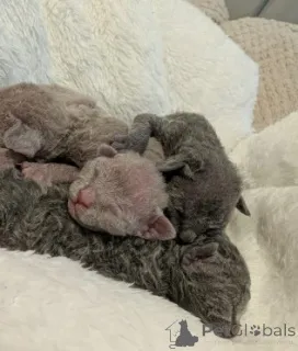 Дополнительные фото: Красивые котята девон рекса голубого и лилового цвета