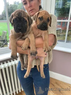 Дополнительные фото: Щенки бульмастифа