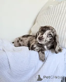 Фото №1. беспородная - купить в Кампания De Berchtesgaden за 69575₽. Объявление №152208