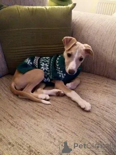 Фото №1. уиппет - купить в Айзлинген за 46384₽. Объявление №157825