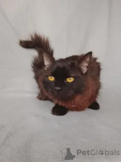 Дополнительные фото: Дотти ищет дом!