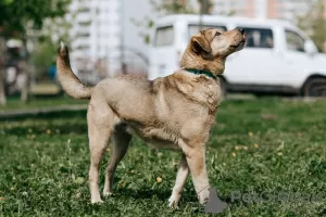 Фото №4. Продажа  в Москва частное объявление - цена Бесплатно