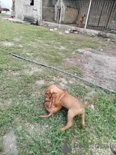 Дополнительные фото: Короткая венгерская собака, щенки