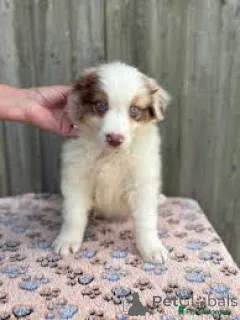 Фото №3. Chiots Berger Australien в продаже.  Бельгия