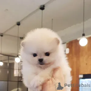 Фото №4. Продажа беспородную в Барселоне частное объявление - цена 51022₽