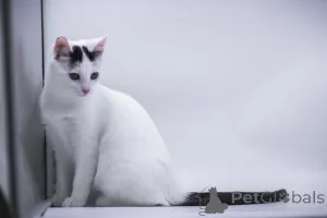 Фото №1.  - купить в Москве реке за Бесплатно. Объявление №155316