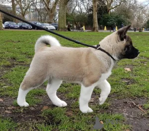 Фото №2 к объявлению №161809 о продаже акита-ину - купить в Словакии 