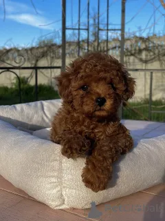 Фото №3. Крошечные той-пудели с большим характером готовы к переезду в новый дом!.  Германия