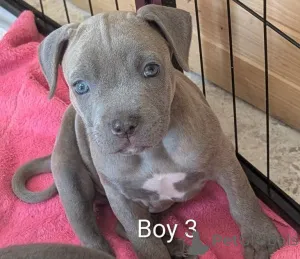 Дополнительные фото: Hervorragender Wurf blauer Staffordshire Bullterrier-Welpen.
