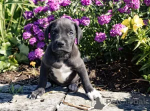 Фото №1. немецкий дог - купить в Форт Элизабет за договорная. Объявление №162542