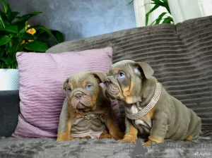 Фото №1. английский бульдог - купить в Берлине за 78852₽. Объявление №162514