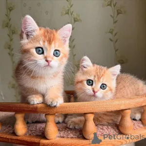 Фото №1.  - купить в Булонь-Бийанкуре за договорная. Объявление №161841