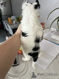 Фото №2 к объявлению №164797 о продаже йоркширского терьера - купить в Германии частное объявление, из приюта