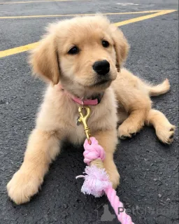 Фото №3. Золотистый ретривер-Welpen höchster Qualität.  Германия