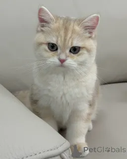 Фото №3. Познакомьтесь с Оливером, нежным маленьким джентльменом с золотыми глазами и. Германия