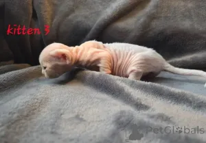 Дополнительные фото: Красивые котята девон рекса зарегистрированы в GCCF