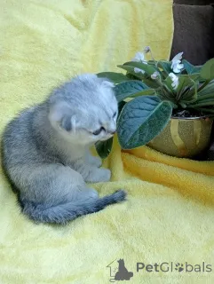 Фото №3. Котенок. Россия