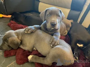 Фото №2 к объявлению №164870 о продаже немецкого дога - купить в Бельгии частное объявление, заводчик