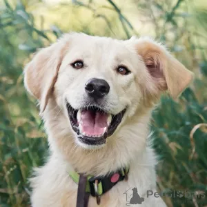 Фото №1. беспородная - купить в Москве реке за Бесплатно. Объявление №151941