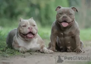 Дополнительные фото: American Bully Micro , NANO