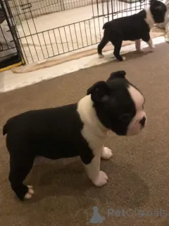 Дополнительные фото: Щенки Бостон-терьера