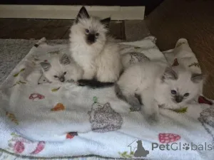 Фото №1. рэгдолл - купить в Антверпен за Бесплатно. Объявление №161601