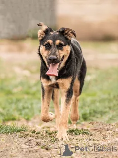 Дополнительные фото: Чудесная ласковая молодая собачка Клепа ищет дом