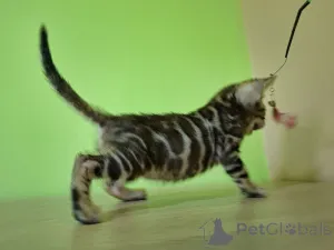 Фото №4. Продам бенгальскую в Лодзе заводчик - цена 83490₽