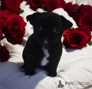 Фото №4. Продажа чихуахуа в Днипро из питомника, заводчик - цена 74214₽