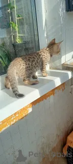 Дополнительные фото: Savannа f6