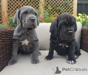 Фото №4. Продажа  в Рейкеворсел частное объявление, заводчик - цена 120597₽