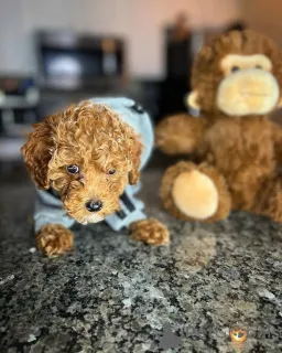 Фото №4. Продажа пуделя (той) в Хельсинки частное объявление, из приюта - цена 46384₽