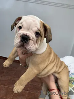 Фото №1. австралийский терьер - купить в Айзлинген за 41745₽. Объявление №158467