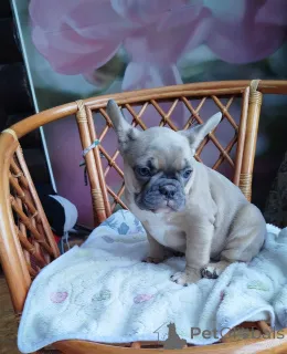 Фото №1. французский бульдог - купить в Смолевичи за 46384₽. Объявление №162929