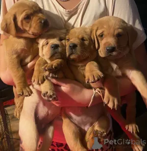 Фото №1. лабрадор-ретривер - купить в Донцдорф за договорная. Объявление №162382