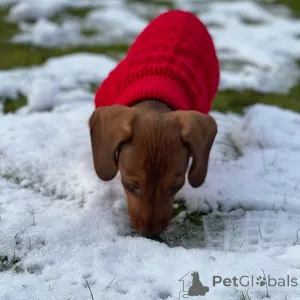 Фото №3. 3 щенка стандартной таксы, кобели.  Австралия