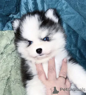 Дополнительные фото: Щенки Помски микро