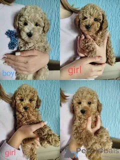 Дополнительные фото: Щенки той-пуделя абрикосового окраса