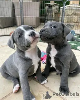 Фото №1. американский питбультерьер - купить в Вспоминание за Бесплатно. Объявление №160310